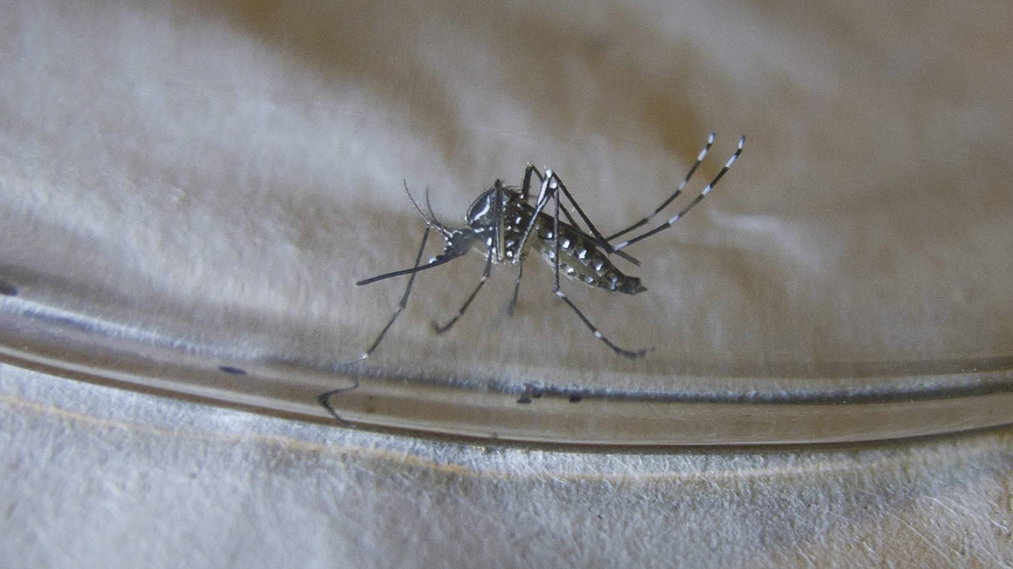 Mosco transmisor del dengue