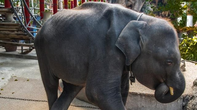 Elefante bebé muere