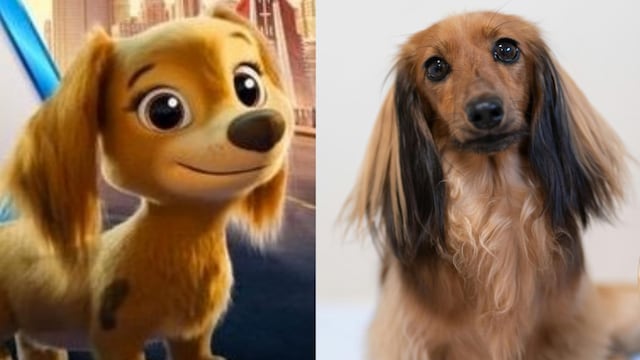 Características de los perros salchicha, como Liberty de Paw Patrol