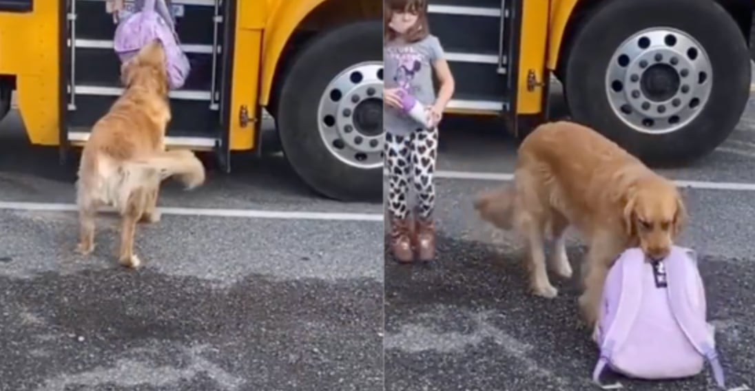 Perrita ayuda a cargar la mochila