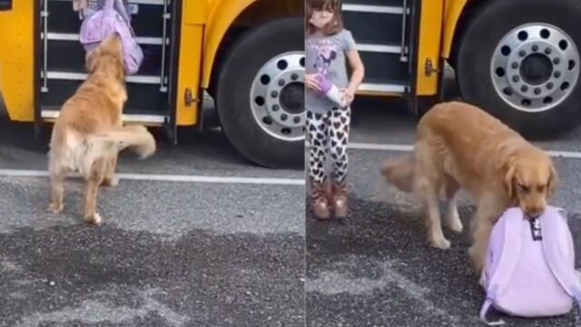 Perrita ayuda a cargar la mochila