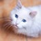¿Qué simboliza el gato en lo espiritual? Significado explicado que debes conocer en el Día Internacional del Gato