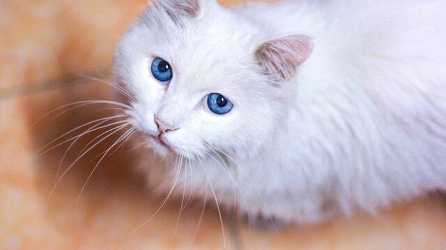 La oración a San Roque para encontrar a un gato perdido