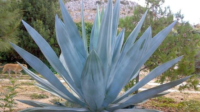 Este agave podría controlar los niveles de azúcar y triglicéridos.