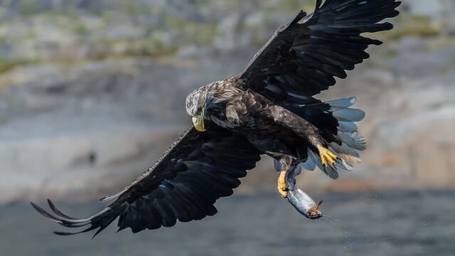 Águila de cola blanca