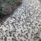 ¿Qué pasa en Nevada? Plaga de grillos invade la ciudad de Estados Unidos