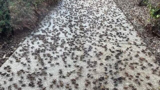 La ciudad de Nevada, Estados Unidos, enfrenta una plaga de grillos