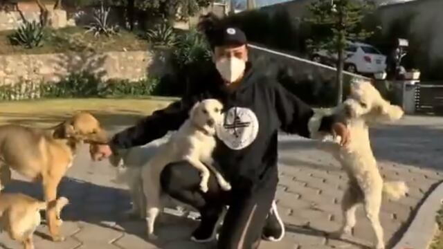 Perritos rescatados en Puebla