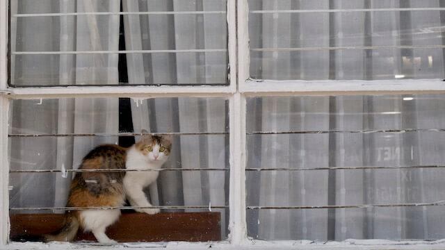 Gato dentro de casa en la Ciudad de México