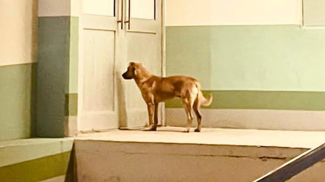 Perro 'Palomo', encontró a su dueño desaparecido