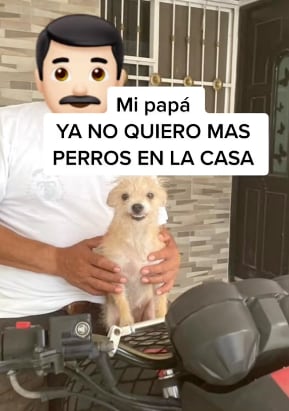 Perrito repartidor de Uber