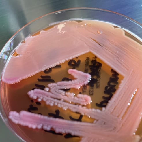 Bacteria Klebsiella pneumoniae
