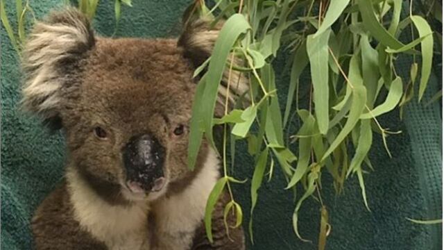 Muere Billy, el koala rescatado de incendios en Australia