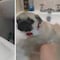 Este perro quería un baño y no aceptó un "no" por respuesta