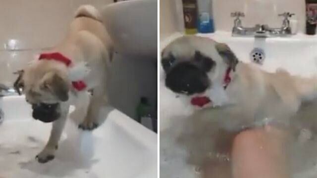 Perro en bañera.