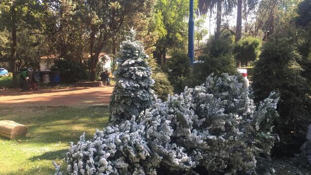 ¿Dónde cortar el árbol de Navidad? Lugares cerca de la CDMX