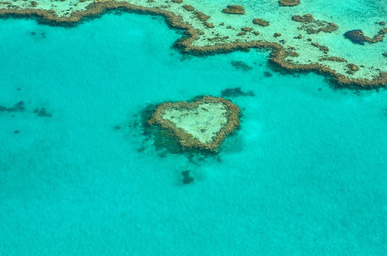 Coral en forma de corazón