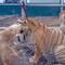 VIDEO: perro se pone a jugar con tigres a las mordidas; les gana