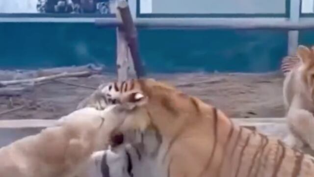 perro se pone a jugar con tigres