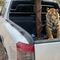 Tras persecución en Sinaloa, Guardia Nacional asegura un tigre de bengala y tres camionetas