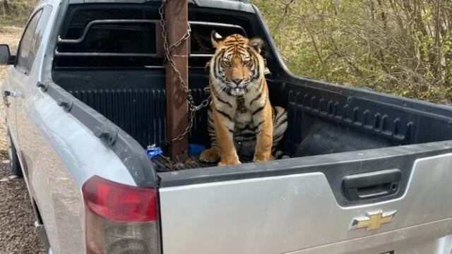 Elementos de Guardia Nacional aseguran a tigre de bengala y 3 camionetas en Sinaloa