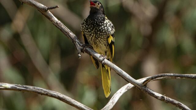 Aves no aprenden a 'cantar'