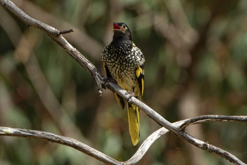 Aves no aprenden a 'cantar'