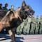 ¿De qué murió el perro Proteo en Turquía? Su entrenador explica las causas de su deceso