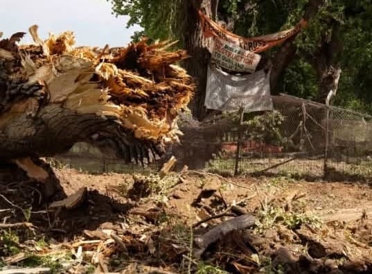 Derriban árbol de 250 años para avanzar con muro fronterizo en Arizona
