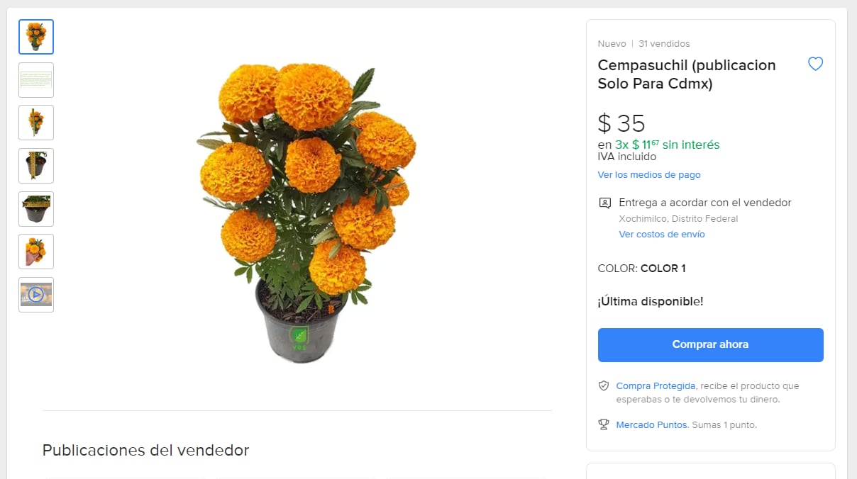 Cempasúchil chino en maceta ya se vende aunque no es noviembre