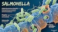¿Qué es la salmonela?