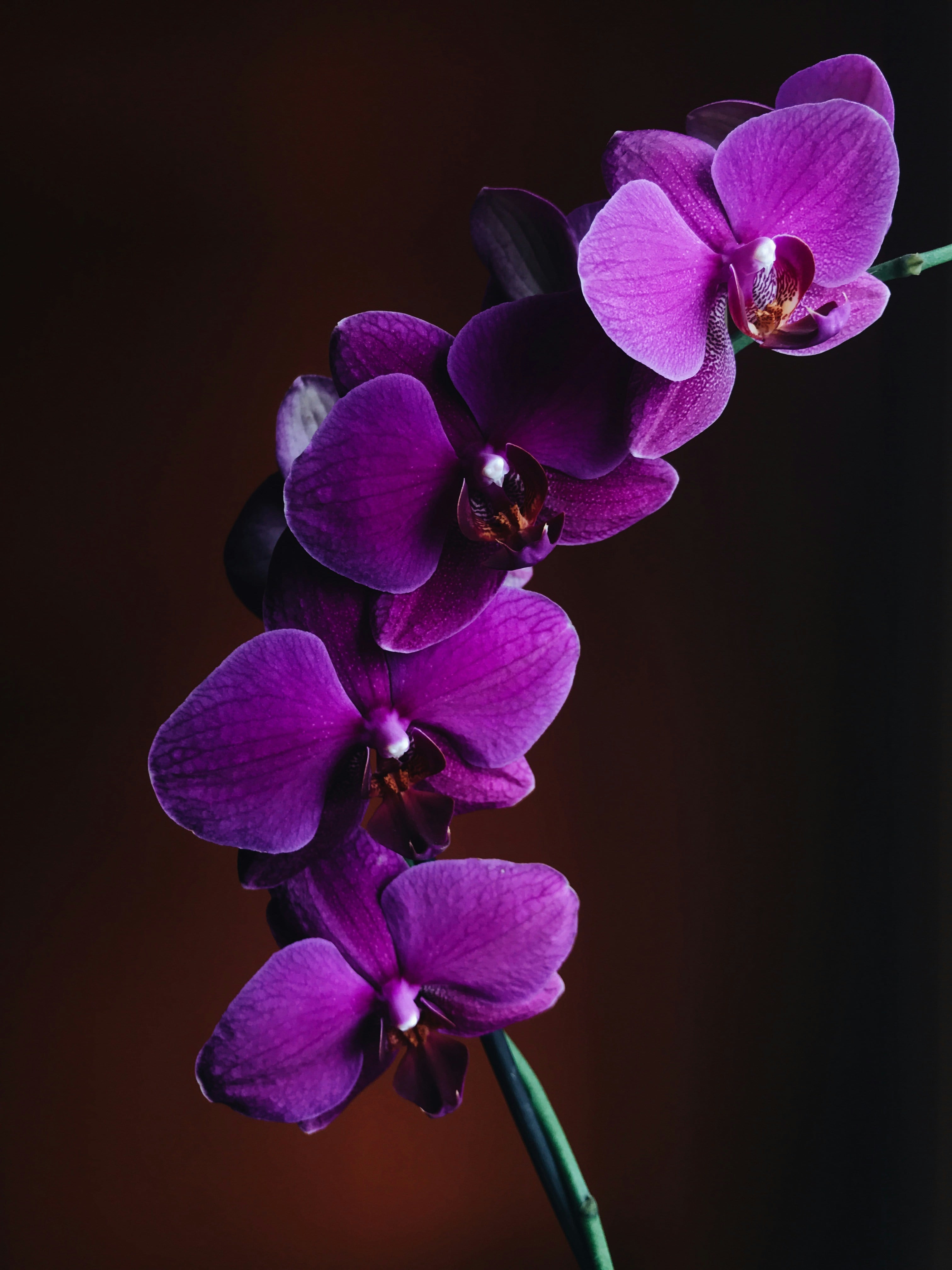 Este 25 de noviembre es el Día de la Flor en Honduras