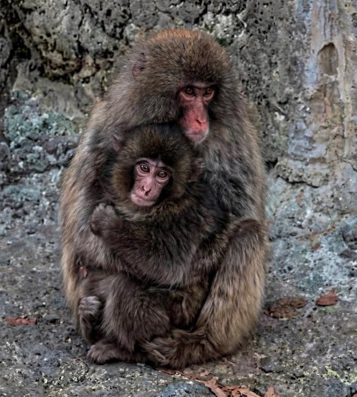 El mono Punch encuentra amigo que ya no se separa de él