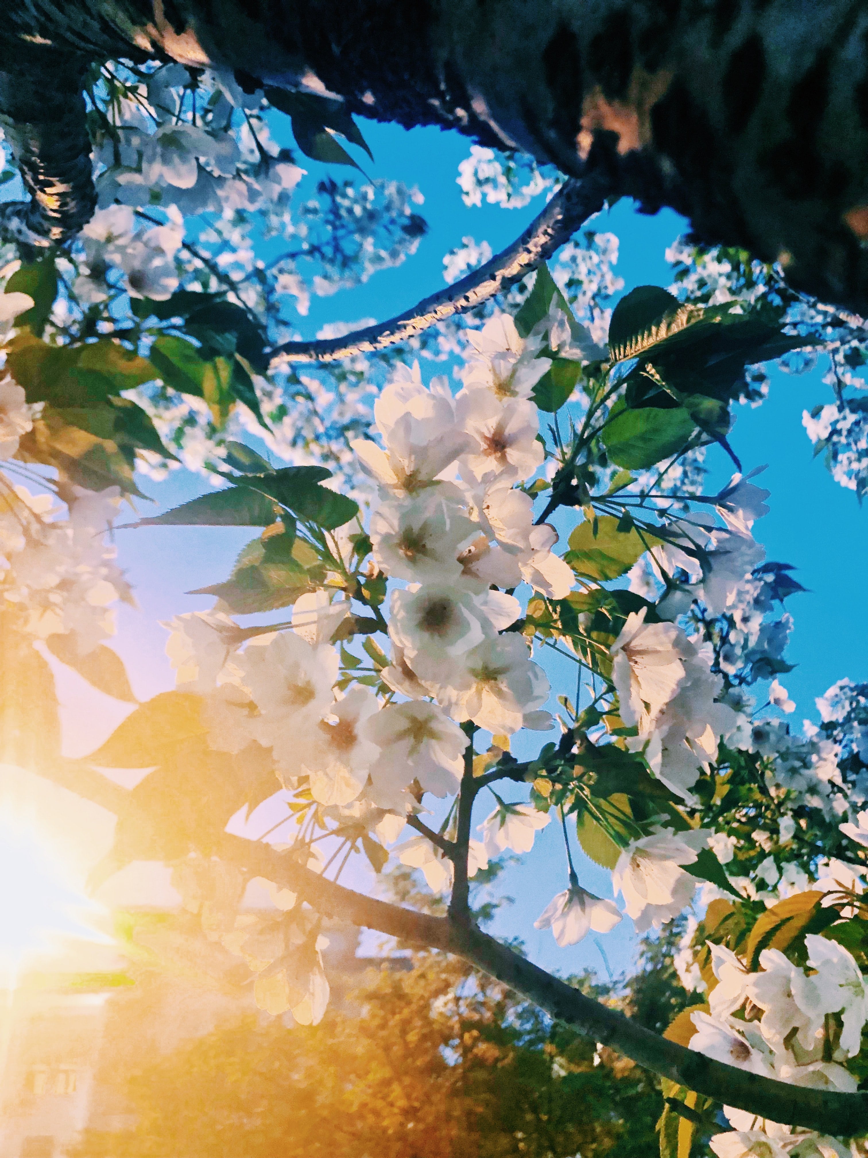 Primavera