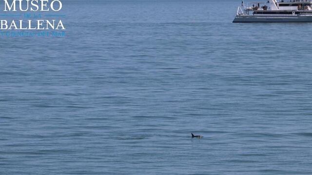 Avistan a seis ejemplares sanos de vaquitas marinas en Baja California Sur