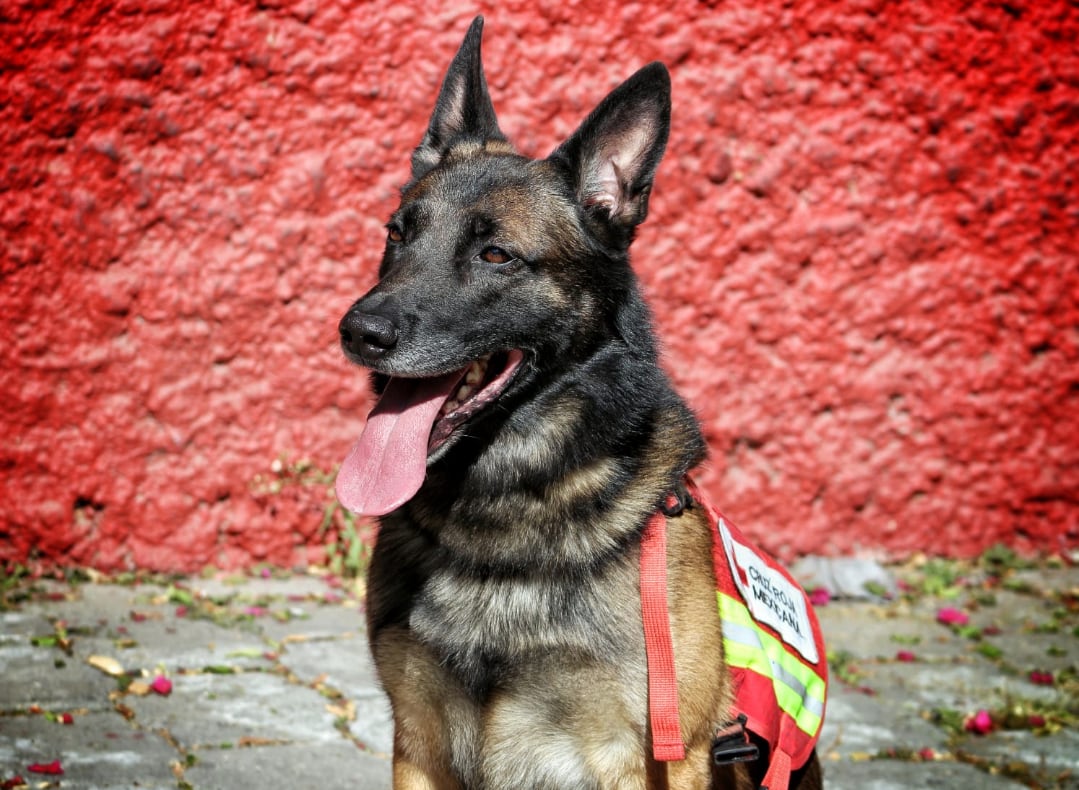 Orly, perro rescatista