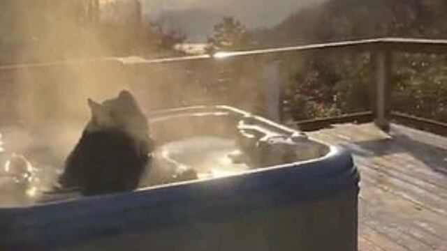 Oso en jacuzzi