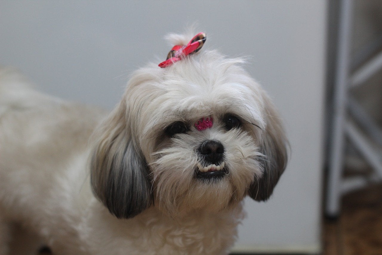 Shih-tzu