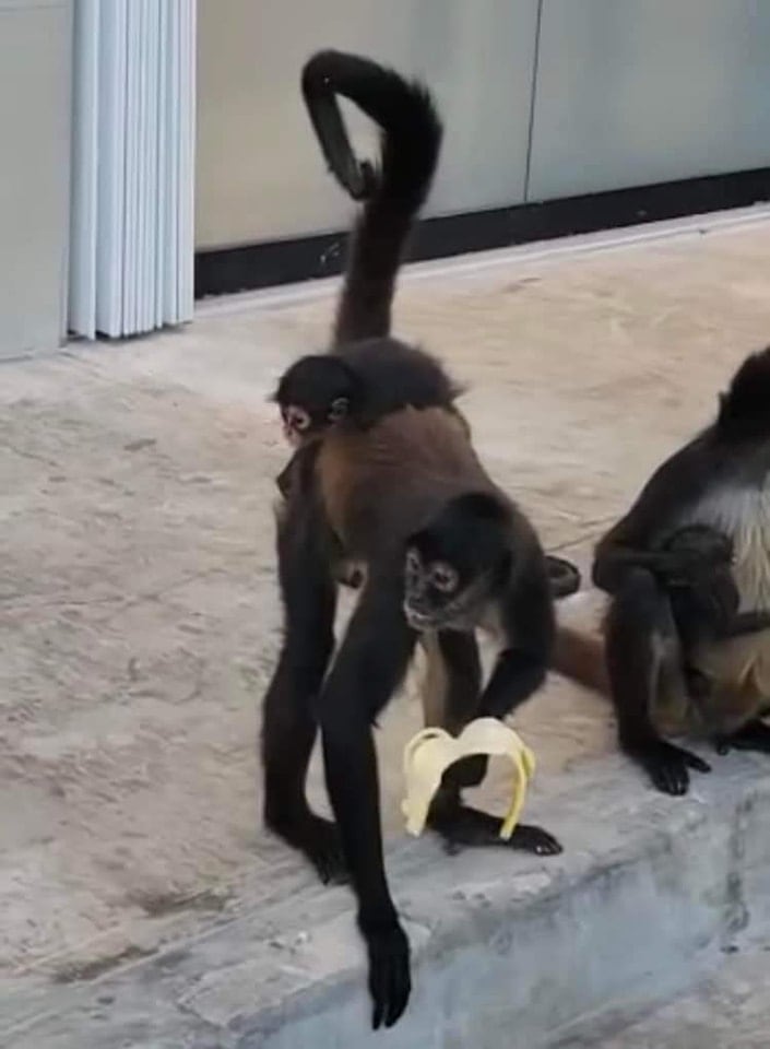 Monos araña afuera de un 7-Eleven en Tulum, Quintana Roo.