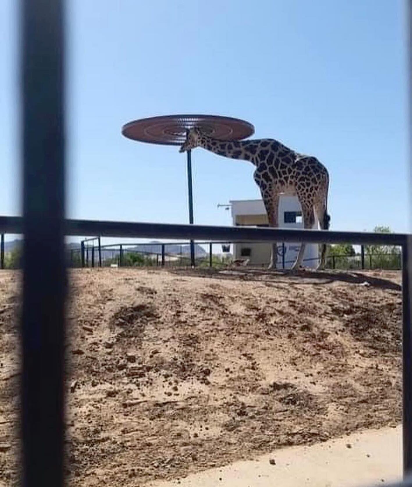 Jirafa Benito sufre el extremo calor de Ciudad Juárez