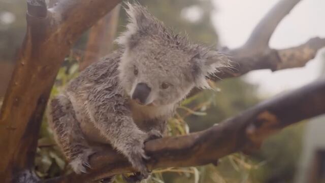 Koala en el zoológico Symbio Wildlife Park