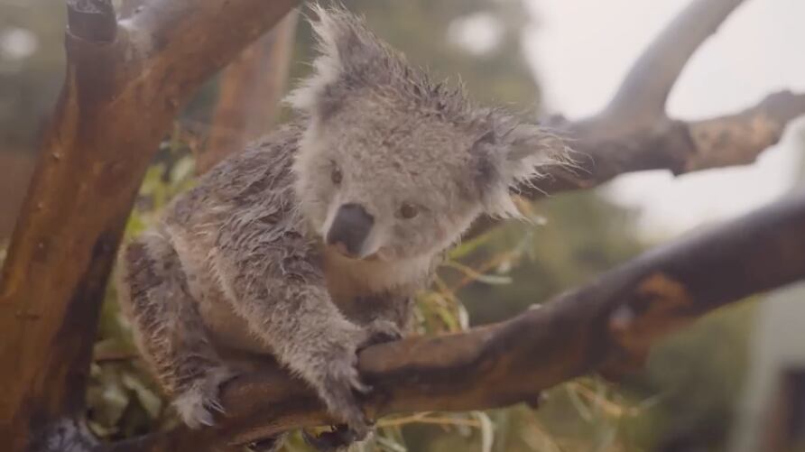 VIDEO: Koalas y canguros celebran lluvias en Australia