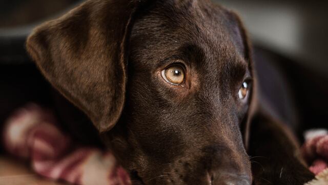 La CDMX y el Edomex cuenta con varias organizaciones que atienden denuncias