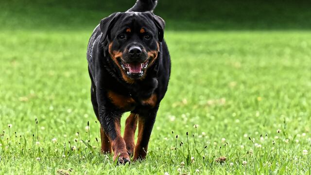 Rottweiler