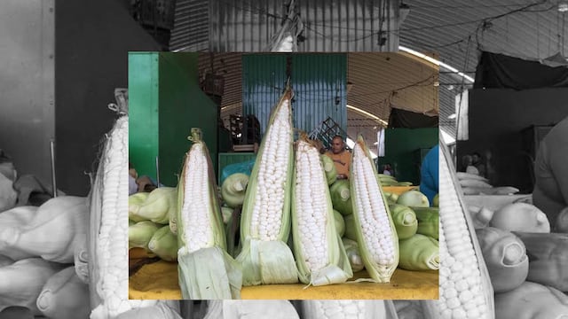 Continúa la romería del elote cacahuazintle en la Central de Abasto