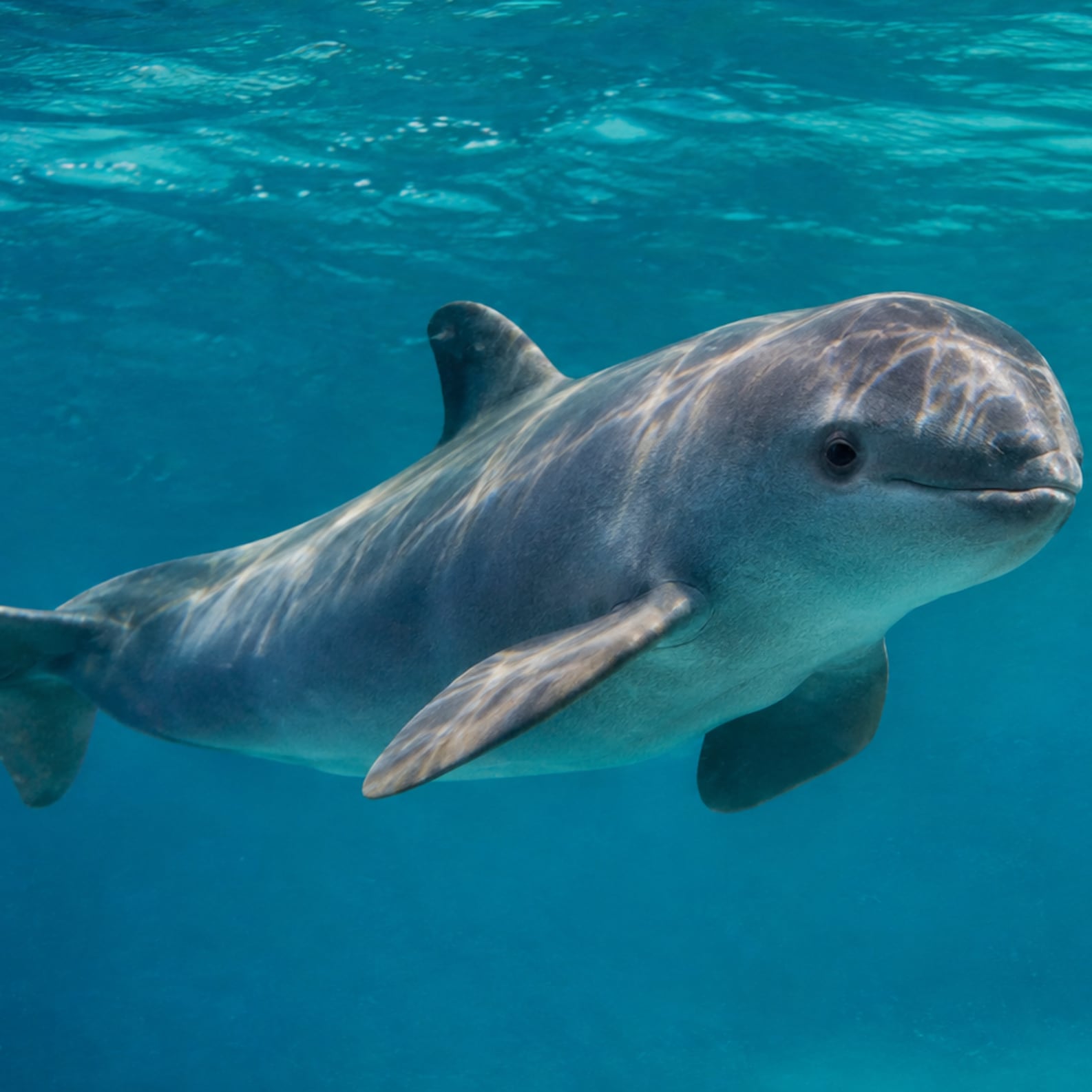 La vida de la vaquita marina que se achica por decreto