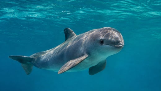 La vida de la vaquita marina que se achica por decreto