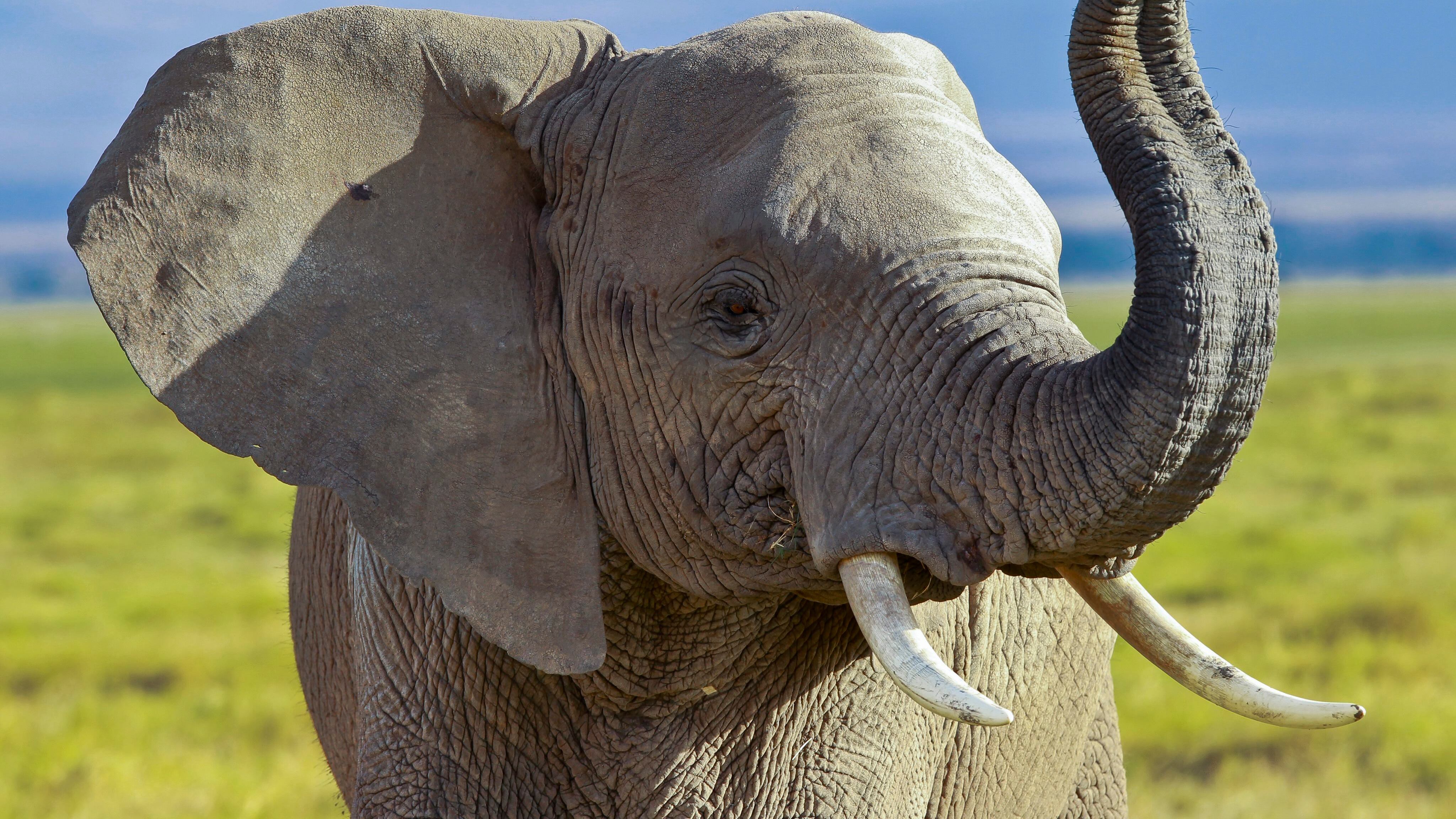 Elefante hambriento se alimenta de basura y plásticos