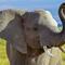 Elefante mata a su cuidador en zoológico de España