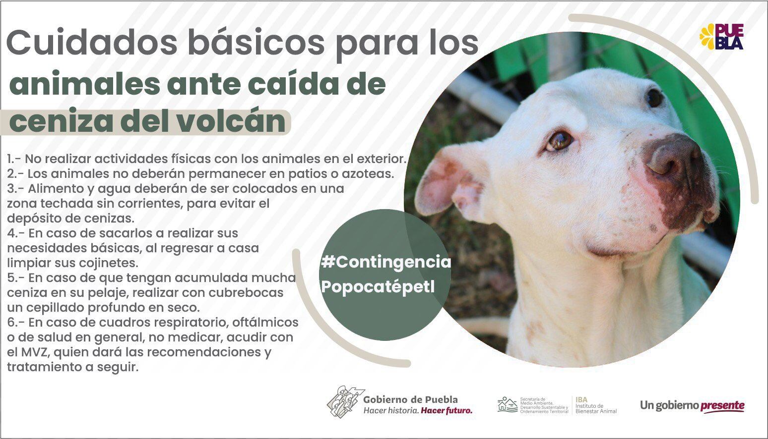 Tips para cuidar a la mascota de la caída del Volcán Popocatépetl